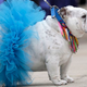 Illustration for article titled Scenes From The Bulldog Beauty Pageant